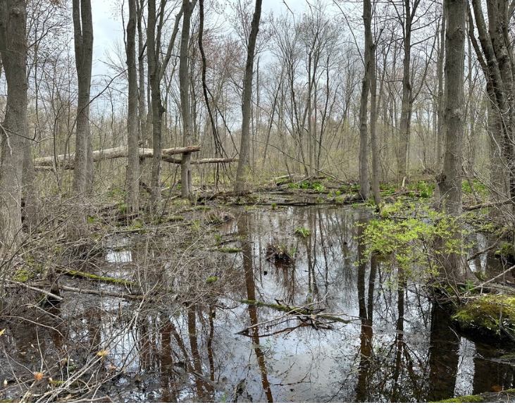 Wetlands along the bog trail at Michigan's Waterloo State Recreation Area.